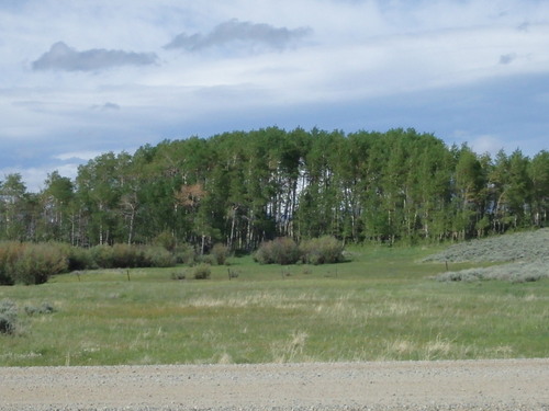 GDMBR: We cannot see Little Sandy Creek but it comes of those trees and then through the bushes.